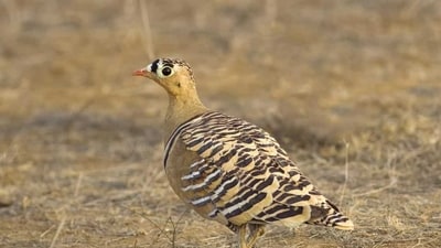 The highest count so far was in 2017 when 268 bird species were recorded. (HT PHOTO) The highest count so far was in 2017 when 268 bird species were recorded. (HT PHOTO)