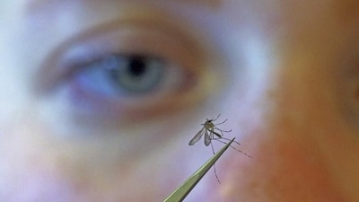 Filariasis is a disabling disease that is transmitted by infected mosquitoes. (HT File) Filariasis is a disabling disease that is transmitted by infected mosquitoes. (HT File)