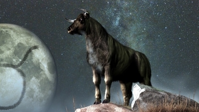 Taurus Weekly Horoscope for February 12-18, 2023 A busy week could be in store for Taureans. (shutterstock)