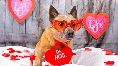Valentine's Week: 3 adorable ways to celebrate Valentine's Day with your pet (Pinterest) Valentine's Week: 3 adorable ways to celebrate Valentine's Day with your pet (Pinterest)