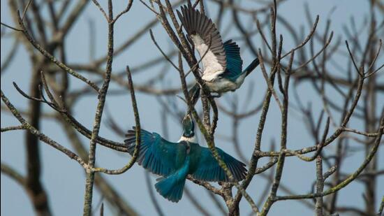 Collared kingfisher. (Sourced)