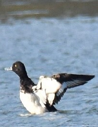 The Greater scaup at Siswan. (Pushkar Bali) The Greater scaup at Siswan. (Pushkar Bali)