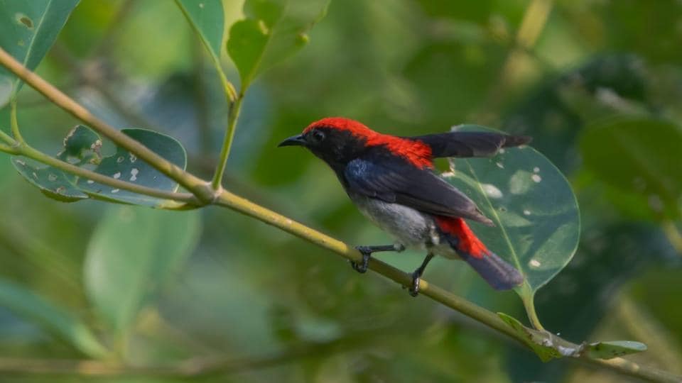 Minivet (Sourced) Minivet (Sourced)