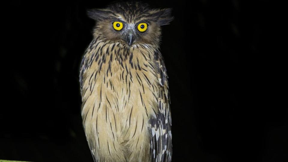 Buffy fish owl. (Sourced) Buffy fish owl. (Sourced)
