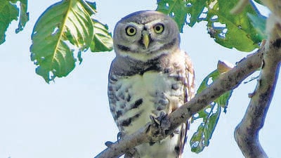 186 species spotted during bird survey in Tansa Sanctuary 186 species spotted during bird survey in Tansa Sanctuary