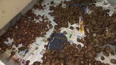 According to the officials, it was the largest seizure since mid-2015. (Twitter) According to the officials, it was the largest seizure since mid-2015. (Twitter)