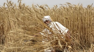 The overall production of wheat reached 106.84 million tonnes, reporting a dip of 2.75 million tonnes as compared to 109.59 million tonnes estimated during the 2020-21 season, according to the Fourth Advance Estimates of Production of Foodgrains for 2021-22 released by the Union ministry of agriculture and farmers welfare. (AFP) The overall production of wheat reached 106.84 million tonnes, reporting a dip of 2.75 million tonnes as compared to 109.59 million tonnes estimated during the 2020-21 season, according to the Fourth Advance Estimates of Production of Foodgrains for 2021-22 released by the Union ministry of agriculture and farmers welfare. (AFP)