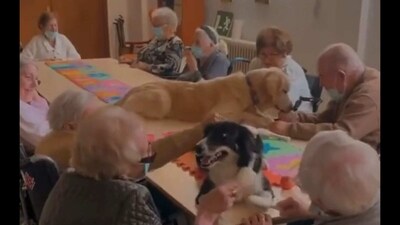 Two dogs are surrounded by elderly people. (Twitter/@buitengebieden) Two dogs are surrounded by elderly people. (Twitter/@buitengebieden)