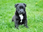 Keep your pet tick-free with a range of products including medications, chews, ointments or shampoos.