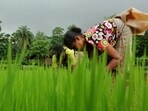 As many as 35,950 students and 31,839 persons engaged in the farming sector such as cultivators and agricultural labourers also committed suicide in three years -- 2019, 2020 and 2021.