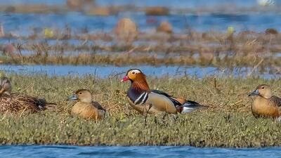 Mandarin duck, a rare migratory duck spotted in Manipur. (Oken Sanasam)