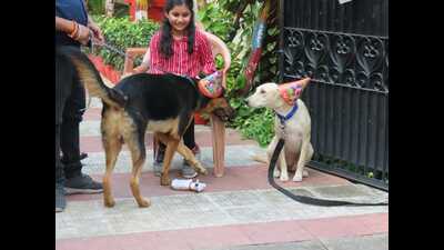 Mili, a stray, enjoying at a pet party hosted by her owner Supriya Srivastava (Sourced) Mili, a stray, enjoying at a pet party hosted by her owner Supriya Srivastava (Sourced)