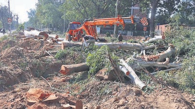 Municipal staff axing eucalyptus trees outside the UT Secretariat in Sector 9, Chandigarh.  (HT Photo)