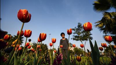 NDMC has planted more than 140,000 tulip bulbs during this spring season -- a three-fold jump from the previous year. (Raj K Raj/HT Photo)