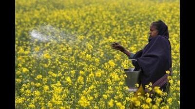 The Haryana government is predicting a yield of 765kg per acre, an official spokesperson of the government said. (REUTERS)