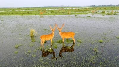 Wheat has been sown on a large area in the swampy part of the wetland along the Hastinapur Wildlife Sanctuary, environmentalists and local birders said. (HT) Wheat has been sown on a large area in the swampy part of the wetland along the Hastinapur Wildlife Sanctuary, environmentalists and local birders said. (HT)