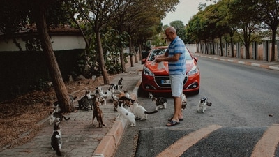 Love pets? Here are 5 ways to help the stray animals in your community (Photo by Betül Balcı on Pexels) Love pets? Here are 5 ways to help the stray animals in your community (Photo by Betül Balcı on Pexels)