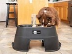 Elevated dog food bowls are particularly useful for large and elderly dogs.