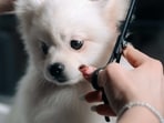 Dog hair trimmers are essential tools for all dog lovers.
