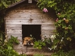 Dog houses offer much variety, from simple budget friendly ones to large and spacious ones.