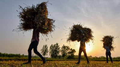 A bumper wheat crop and (possibility of) a normal monsoon eases cereal prices even as the anticipated weakening of overall economic momentum reduces some pressure on core inflation numbers. (PTI) A bumper wheat crop and (possibility of) a normal monsoon eases cereal prices even as the anticipated weakening of overall economic momentum reduces some pressure on core inflation numbers. (PTI)
