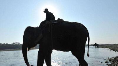 Four elephants have been killed in Odisha this year. (HT PHOTO (Representative))