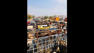 Several farmers and activists affiliated to the Bhartiya Kisan Union (BKU)’s Shaheed Bhagat Singh faction on Tuesday protested outside the deputy commissioner’s office in Ambala against stray cattle damaging crops in their fields and causing accidents on roads. (HT Photo)