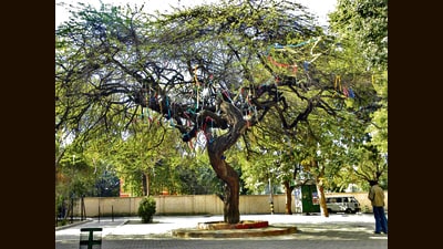 The Virgin Tree at Hindu College has been the epicentre of Valentine’s Day celebrations in DU’s North Campus for years. (Photo: Facebook (For representational purposes only)) The Virgin Tree at Hindu College has been the epicentre of Valentine’s Day celebrations in DU’s North Campus for years. (Photo: Facebook (For representational purposes only))