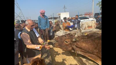 U.P. cabinet minister Dharmpal Singh offering jaggery to cows at a cow shelter in Bakshi Ka Talab in Lucknow on Tuesday. (Sourced) U.P. cabinet minister Dharmpal Singh offering jaggery to cows at a cow shelter in Bakshi Ka Talab in Lucknow on Tuesday. (Sourced)