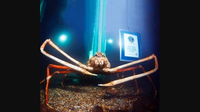 The image shows the ‘record-crushing’ crab named Big Daddy. (Instagram/@guinnessworldrecords)