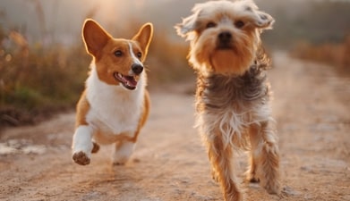 Socializing your pet with people and other animals will help them gain experience in situations that they will frequently face in their adult lives. (Alvan Nee on Unsplash) Socializing your pet with people and other animals will help them gain experience in situations that they will frequently face in their adult lives. (Alvan Nee on Unsplash)