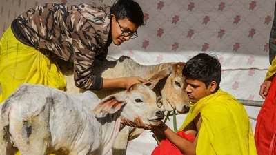 People give hug to cows, at Bhagwat Vidhyapeeth in Ahmedabad, Tuesday, Feb. 14, 2023. (PTI) People give hug to cows, at Bhagwat Vidhyapeeth in Ahmedabad, Tuesday, Feb. 14, 2023. (PTI)