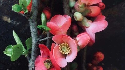 Cut flowers are often full of pesticides and have a big carbon footprint, say "I love you" with slow flowers instead. (Gabel & Spaten) Cut flowers are often full of pesticides and have a big carbon footprint, say "I love you" with slow flowers instead. (Gabel & Spaten)