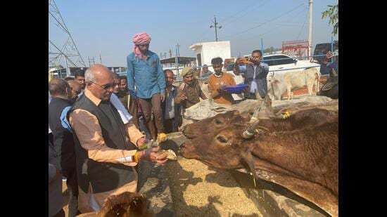 U.P. cabinet minister Dharmpal Singh offering jaggery to cows at a cow shelter in Bakshi Ka Talab in Lucknow on Tuesday. (Sourced)