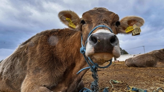 Animal Welfare Board of India wants people to celebrate Cow Hug Day on February 14. (AFP)
