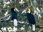 Male hornbill cares for its partner. Male hornbill cares for its partner.