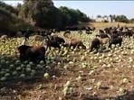 The video, over a  minute long, showed several goats grazing in a cabbage farm.