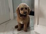 The picture shows Ralph sitting on the floor, sporting a bow tie. The picture shows Ralph sitting on the floor, sporting a bow tie.