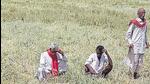 A senior official of the Rajasthan government said small/marginal farmers, landless labourers and farmers of the weaker section face debt related problems due to peculiar circumstances. (Representative Image)