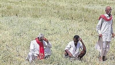 A senior official of the Rajasthan government said small/marginal farmers, landless labourers and farmers of the weaker section face debt related problems due to peculiar circumstances. (Representative Image) A senior official of the Rajasthan government said small/marginal farmers, landless labourers and farmers of the weaker section face debt related problems due to peculiar circumstances. (Representative Image)