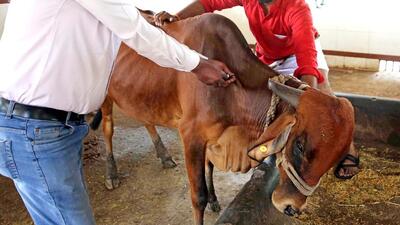 Notably, there was a lumpy skin disease outbreak in cattle in July 2022. About 1.75 lakh cattle were affected across Punjab and about 18,000 died. Vikas Pratap while inaugurating a free vaccination drive at a gaushala in Mohali said the free vaccination drive would last for about 75 days. (ANI File Photo)