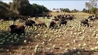 The video, over a minute long, showed several goats grazing in a cabbage farm. (@allaboutbelgaum/Twitter) The video, over a minute long, showed several goats grazing in a cabbage farm. (@allaboutbelgaum/Twitter)