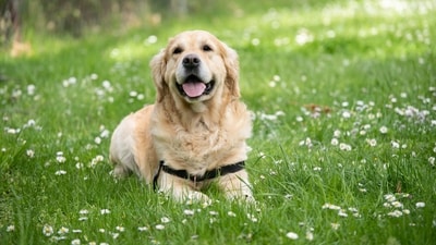 Golden Retriever: Another popular family dog, Golden Retrievers are known for their friendly, gentle, and patient nature. They are highly social and thrive on attention from their human family. (Unsplash) Golden Retriever: Another popular family dog, Golden Retrievers are known for their friendly, gentle, and patient nature. They are highly social and thrive on attention from their human family. (Unsplash)