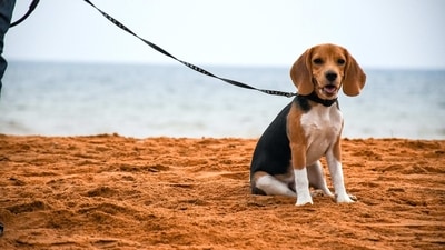 Beagle: Beagles are a small to medium-sized breed with a friendly, affectionate personalities. They love to play and are generally good with children, although they may have a strong prey drive. (Unsplash) Beagle: Beagles are a small to medium-sized breed with a friendly, affectionate personalities. They love to play and are generally good with children, although they may have a strong prey drive. (Unsplash)