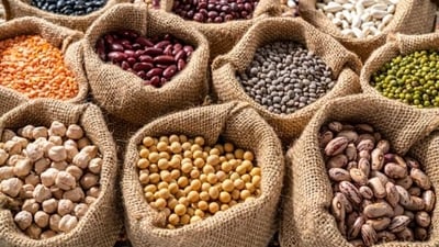 Beans help in providing us with the recommended amount of calcium intake for bone health. They also help in preventing cancer and its growth. (Unsplash) Beans help in providing us with the recommended amount of calcium intake for bone health. They also help in preventing cancer and its growth. (Unsplash)