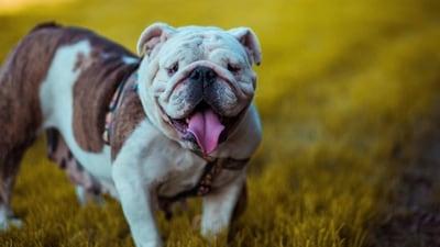 Bulldog: Although they may look tough, Bulldogs are actually quite gentle and affectionate. They are good with children and don't require a lot of exercises, making them a good choice for families in smaller living spaces. (Unsplash) Bulldog: Although they may look tough, Bulldogs are actually quite gentle and affectionate. They are good with children and don't require a lot of exercises, making them a good choice for families in smaller living spaces. (Unsplash)