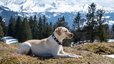 Labrador Retriever: Known for their friendly and outgoing nature, Labradors are a popular choice for families. They are also highly trainable and good with children of all ages. (Unsplash) Labrador Retriever: Known for their friendly and outgoing nature, Labradors are a popular choice for families. They are also highly trainable and good with children of all ages. (Unsplash)