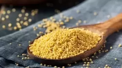 Millets are nutrient-rich grains that are high in proteins, minerals, vitamins, and dietary fibre. (Representative/file) Millets are nutrient-rich grains that are high in proteins, minerals, vitamins, and dietary fibre. (Representative/file)