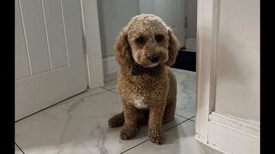 The picture shows Ralph sitting on the floor, sporting a bow tie. (Facebook/@georgia.crewe)