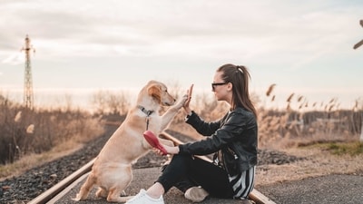 Dogs and men have been each other's best companions for thousands of years. Dogs diverged from wolves more than 27,000 years ago. They are also called 'man's best friend' for their long history of close relations, loyalty, friendship, and companionship with humans. When it comes to choosing a dog breed for your kids, it's important to consider factors such as temperament, size, and energy level. It is important to carefully consider the responsibilities and commitments of pet ownership before making the decision to bring a dog into your home. Here are six dog breeds that are generally well-suited for families with children. (Unsplash) Dogs and men have been each other's best companions for thousands of years. Dogs diverged from wolves more than 27,000 years ago. They are also called 'man's best friend' for their long history of close relations, loyalty, friendship, and companionship with humans. When it comes to choosing a dog breed for your kids, it's important to consider factors such as temperament, size, and energy level. It is important to carefully consider the responsibilities and commitments of pet ownership before making the decision to bring a dog into your home. Here are six dog breeds that are generally well-suited for families with children. (Unsplash)